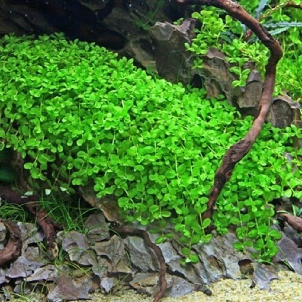 Micranthemum Monte Carlo – Tris Pianta Tappezzante per Acquario Facile e a Crescita Rapida – Fogliame Compatto per Paesaggi Subacquei