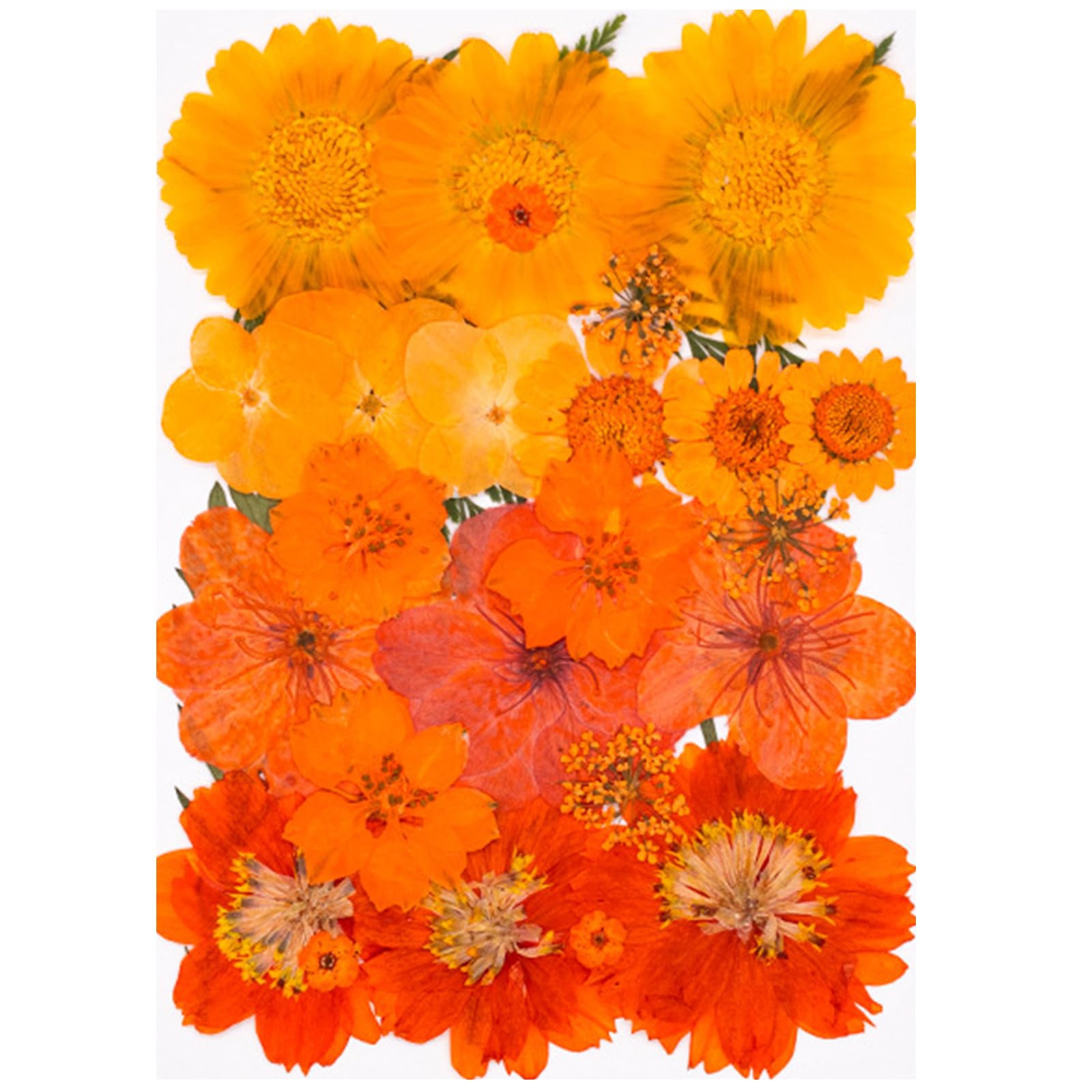 Carotoe Model C 30Pcs Real Fall Dried And Flower For Creative Art Supplies Scrapbooking Card Making Bookmarks Decoration Natural Dried