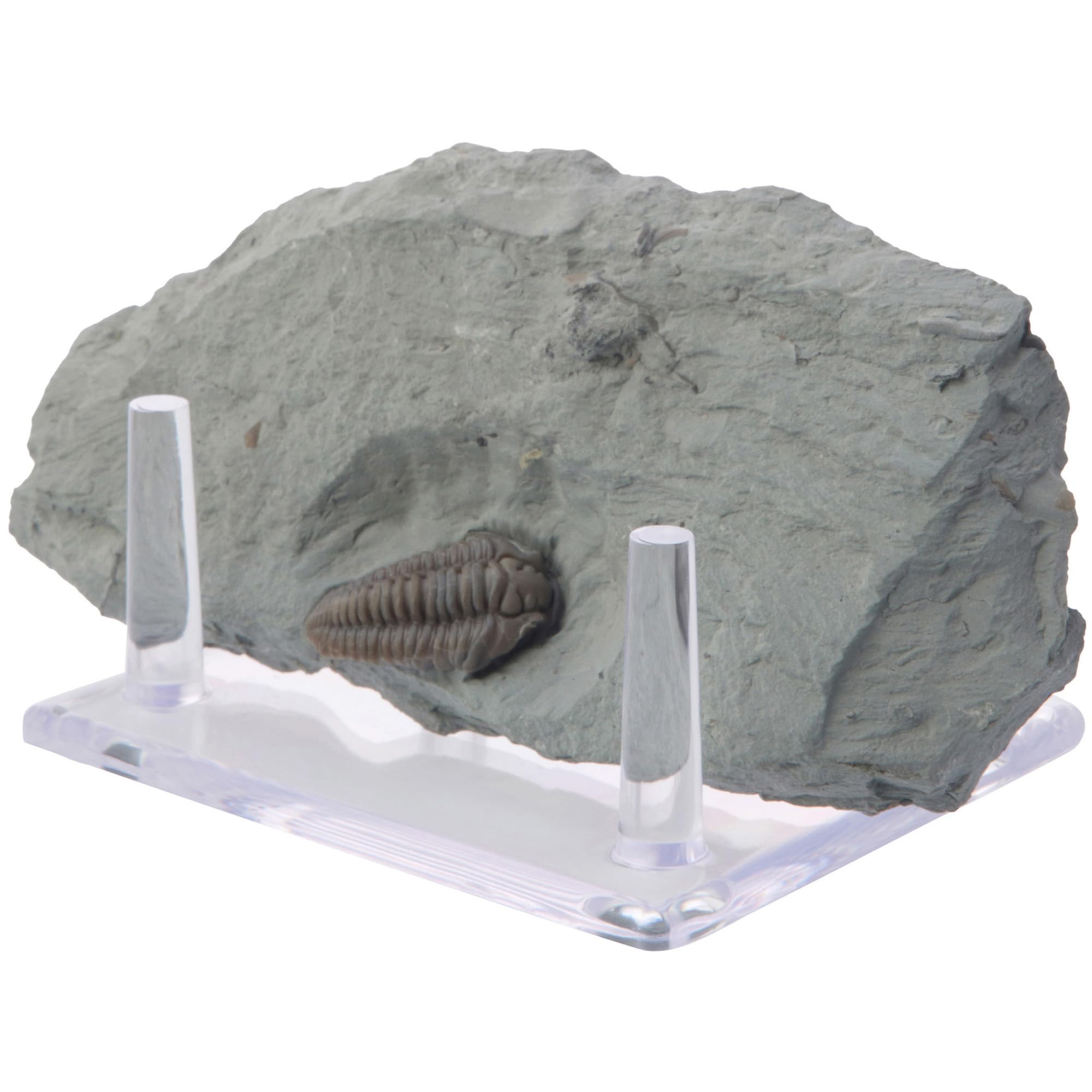 Plymor Clear Acrylic Rectangular Base with 4 Display Prongs for Geode, Mineral or Crystal Cluster, 1.75