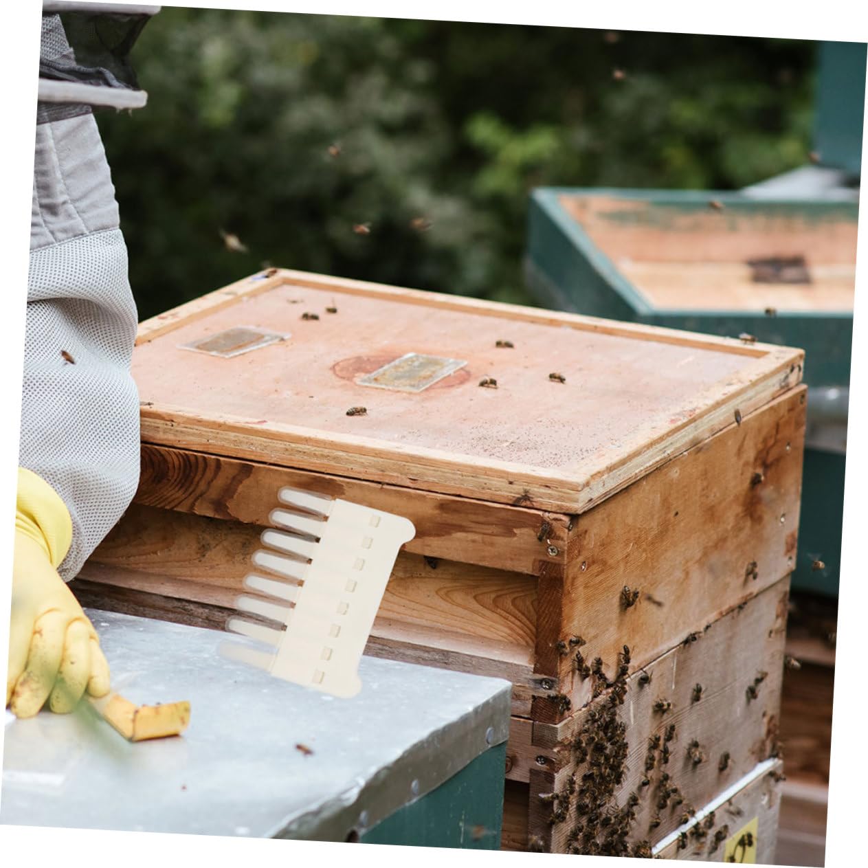 Sosoport 10pezzi Attrezzo Per Raccolta Della Pappa Reale Con File Strumento Per Apicoltura Utensile Pratico Per Pulizia e Raccolta Di Favi Equipaggiamento Per Apicoltori Esperti e