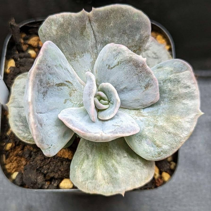 Amazon.co.jp: レア多肉植物シリーズエケベリアリラシナ錦inわけ