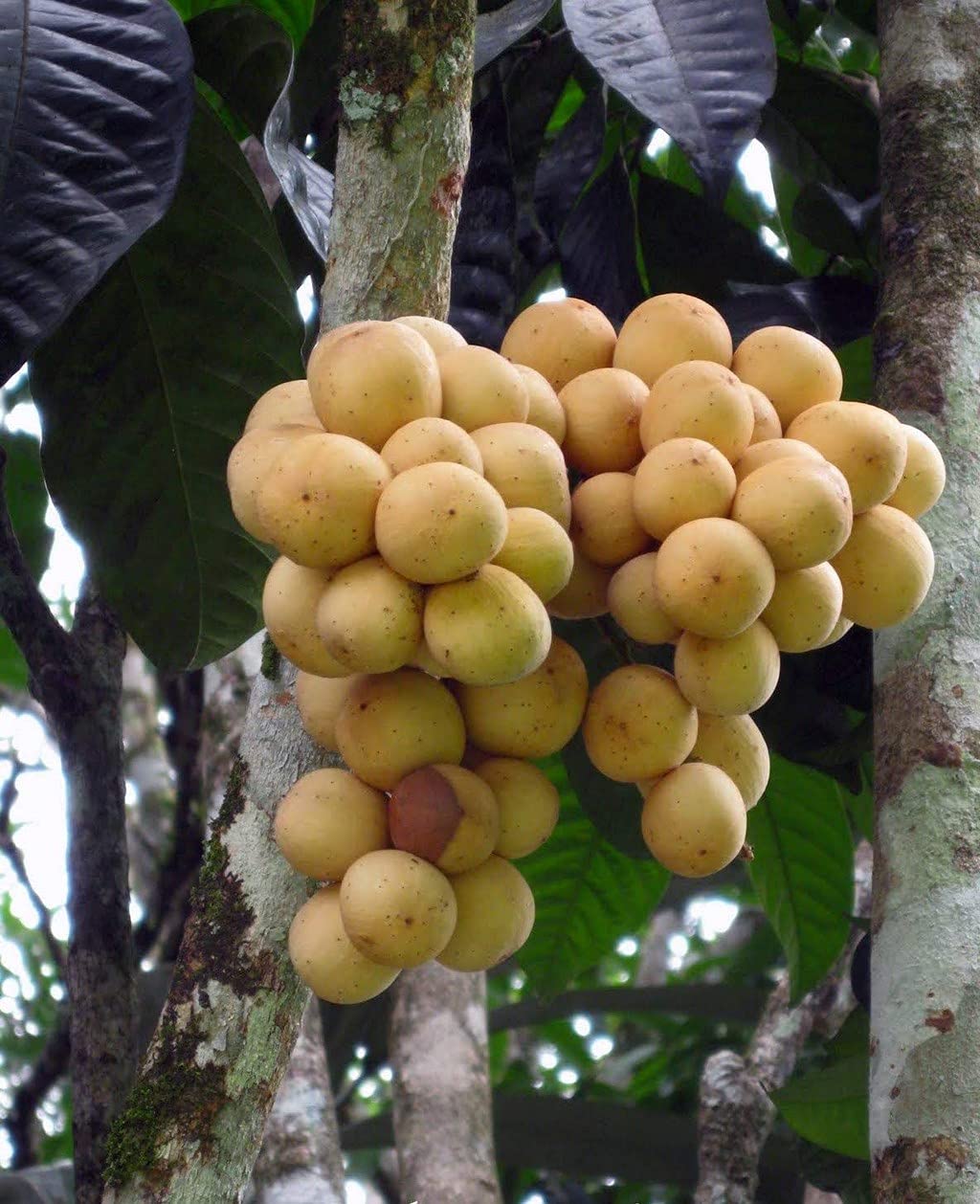 OhhSome Gardens Rare Langsat Fruit Exotic Seedling Plant (B09N9BV6G7) Amazon Price History, Amazon Price Tracker