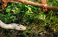 Vista 3 de Galápagos (05213) Terrario verde musgo esfagnum, natural, 4 cuartos de galón