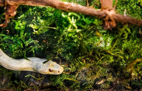 Miniatura 4 de Galápagos (05213) Terrario verde musgo esfagnum, natural, 4 cuartos de galón