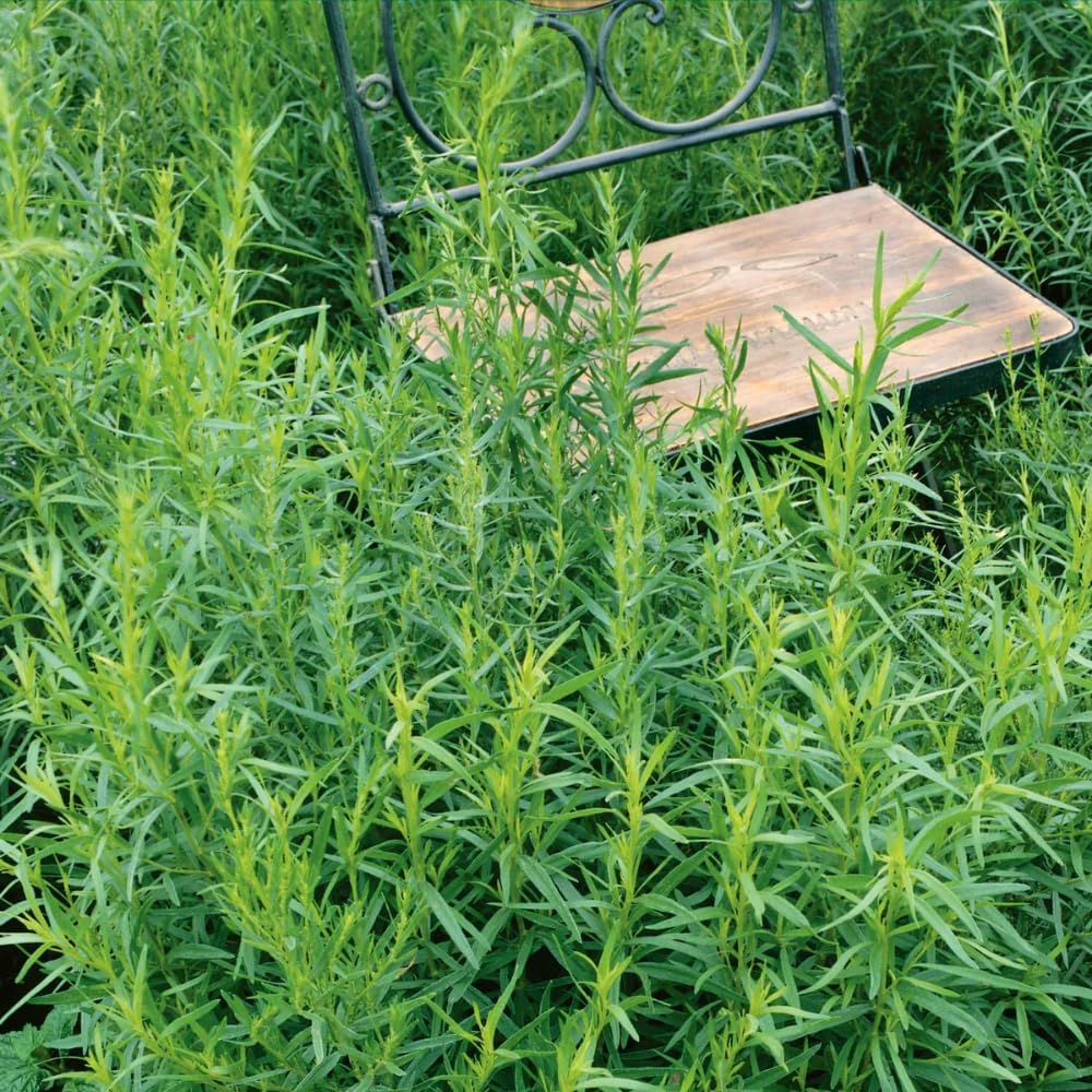 4 Tarragon Plants Live for Gardening, 4-9 Inch Tall, Live Tarragon Mint Green Leaves Well Rooted Plug, Perennial Garden