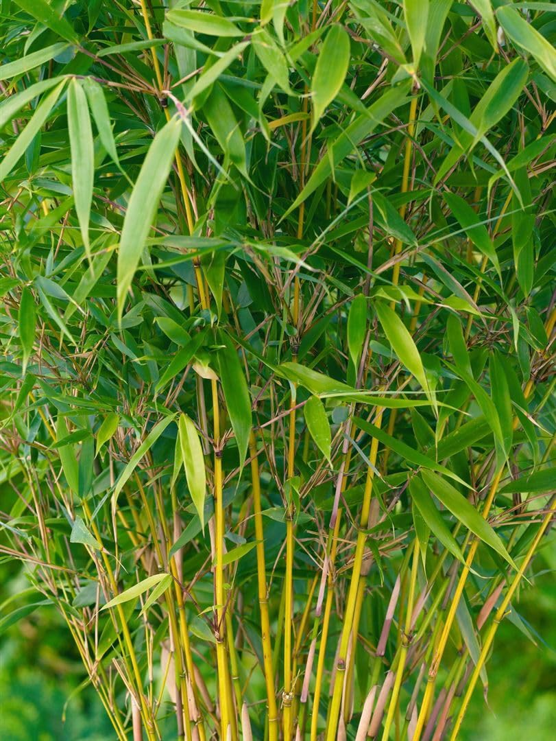 Schirmbambus Fargesia robusta Pingwu 60-80 cm winterhart immergrün