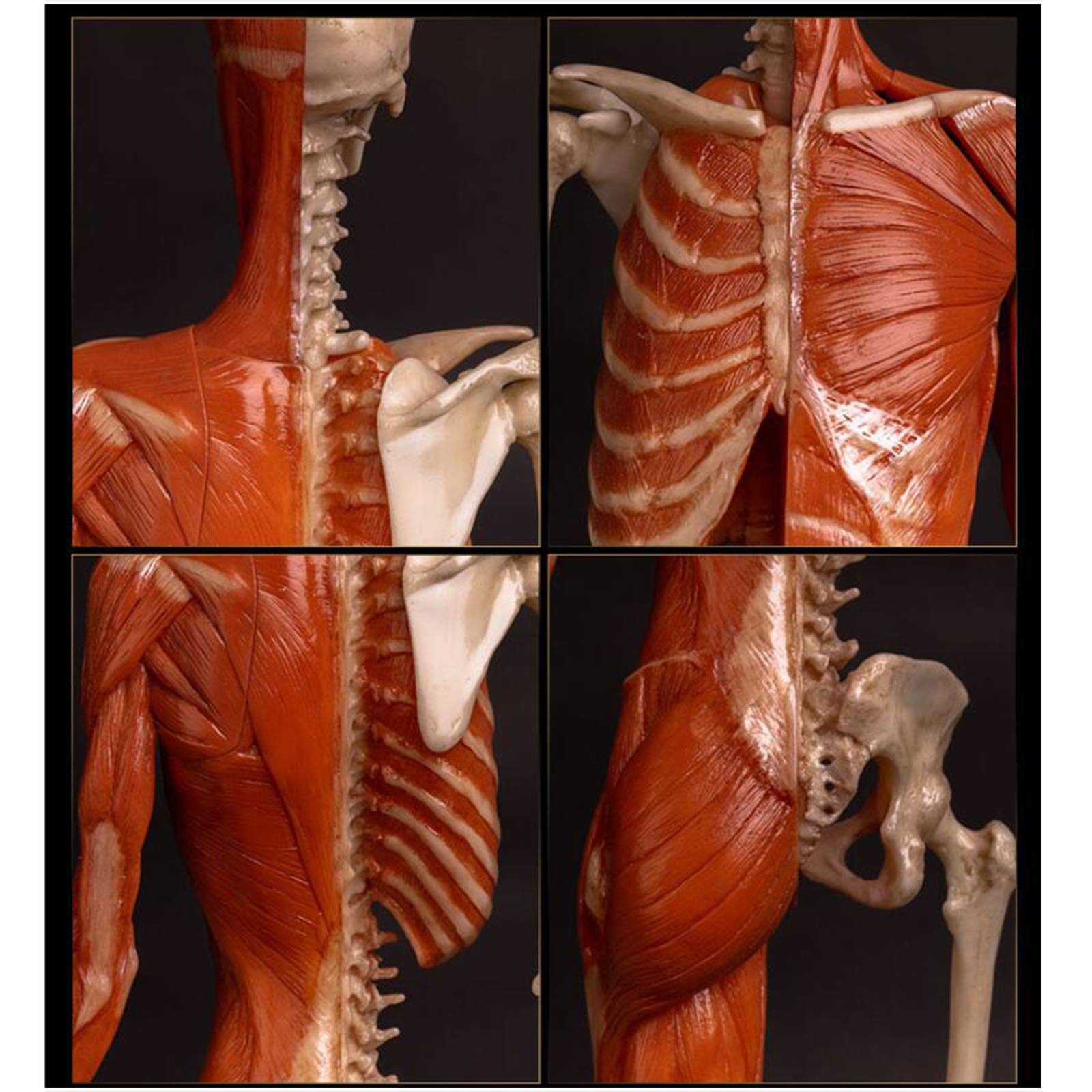 Amazon.co.jp: 女性の解剖学図-60Cm / 23.6インチの人体解剖図モデル