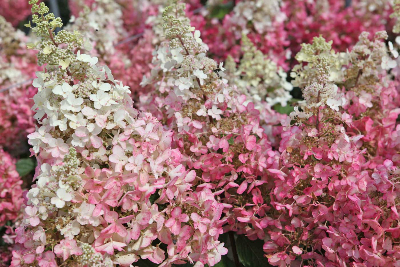 Suttons Paniculata Pinky Winky Garden Plant Hardy Flowering Shrub Easy to Grow Your Own 1x 3.5 Litre Potted Plant