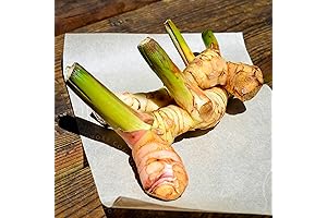 CHUXAY GARDEN Galangal Plant Seed: Grows Robust Flavorful Culinary Seasoning