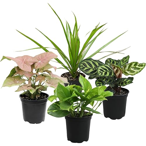 Altman Plants, Classic Houseplant Collection (4PK) Live Plants Indoor Plants Live Houseplants in Plant Pots, Easy House Plants Indoors Live, Snake Plant, Pothos in Potting Soil, Clean Air Plants
