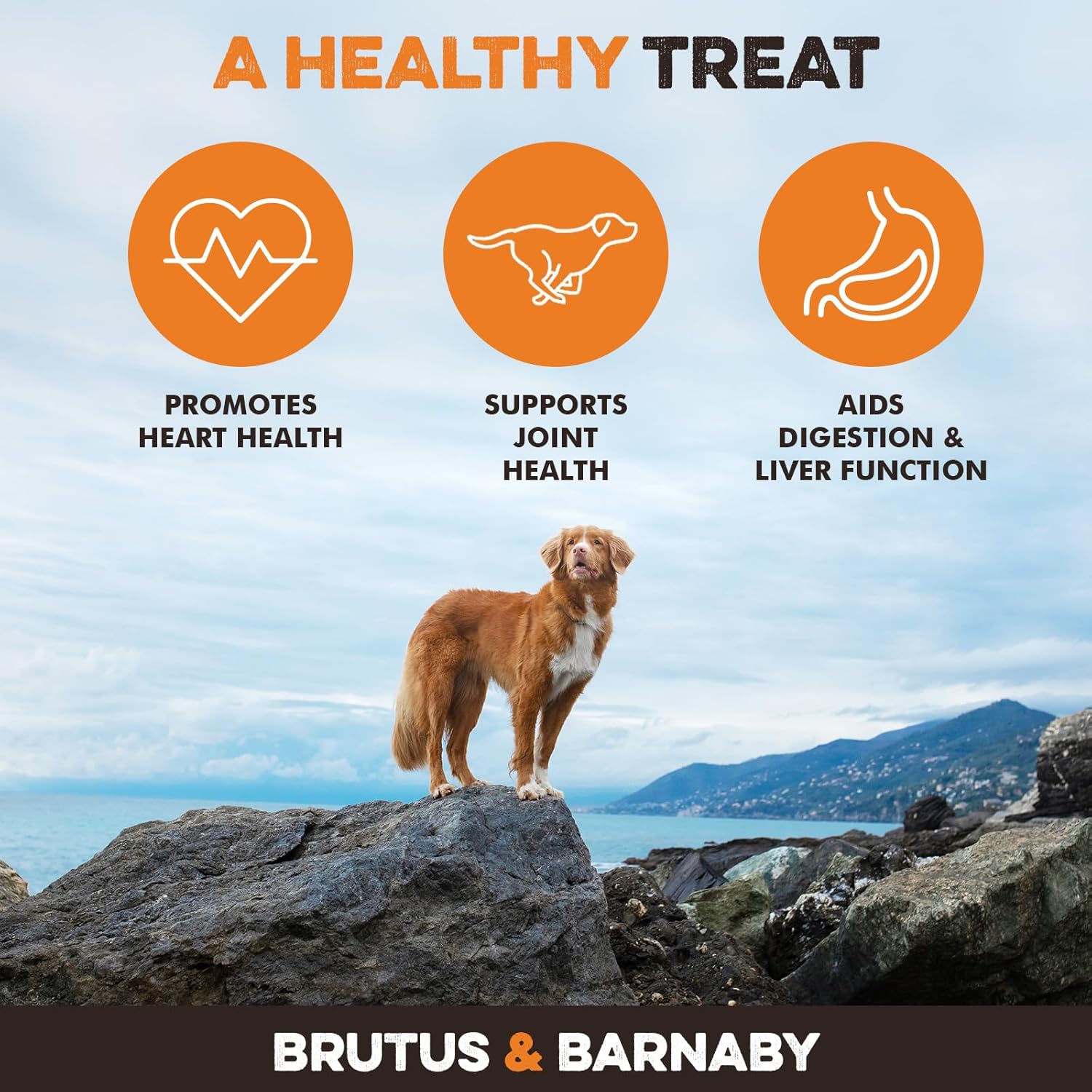 BRUTUS & BARNABY Turmeric for Dogs Anti Inflammatory Pain Relief - Curcumin for Dogs Chews with Collagen & Bioprene - Turmeric Supplement for Dogs Hips, Joint & Mobility Support (60 Count)