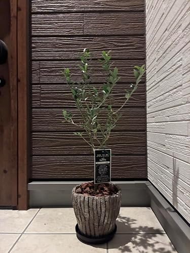 Amazon｜オリーブの木 5号 ロング陶器鉢 オシャレ 観葉植物 新築祝い