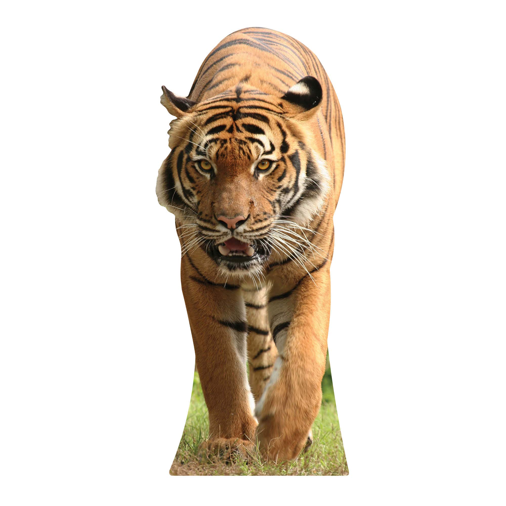 STAR CUTOUTSCut Out of Tiger