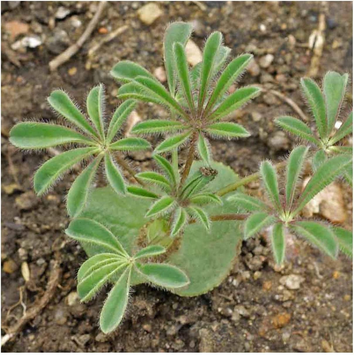 Everwilde Farms - 1 Lb Yellow Lupine Native Wildflower Seeds - Gold Vault