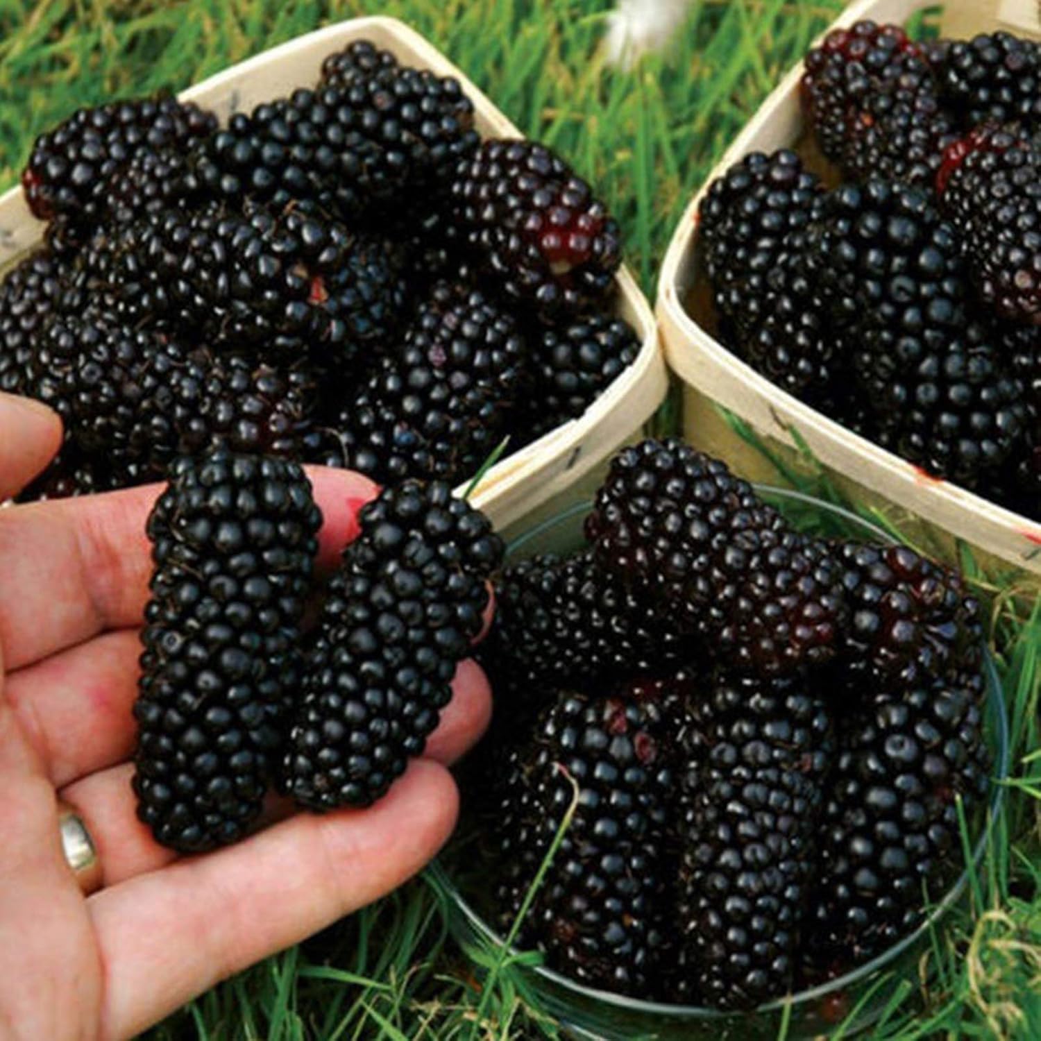 Benoon Mulberry Seeds, 250Pcs / Bag Mulberry Seeds Cultivo De Semillas De Morera Naturales Para Huerto Semillas de morera