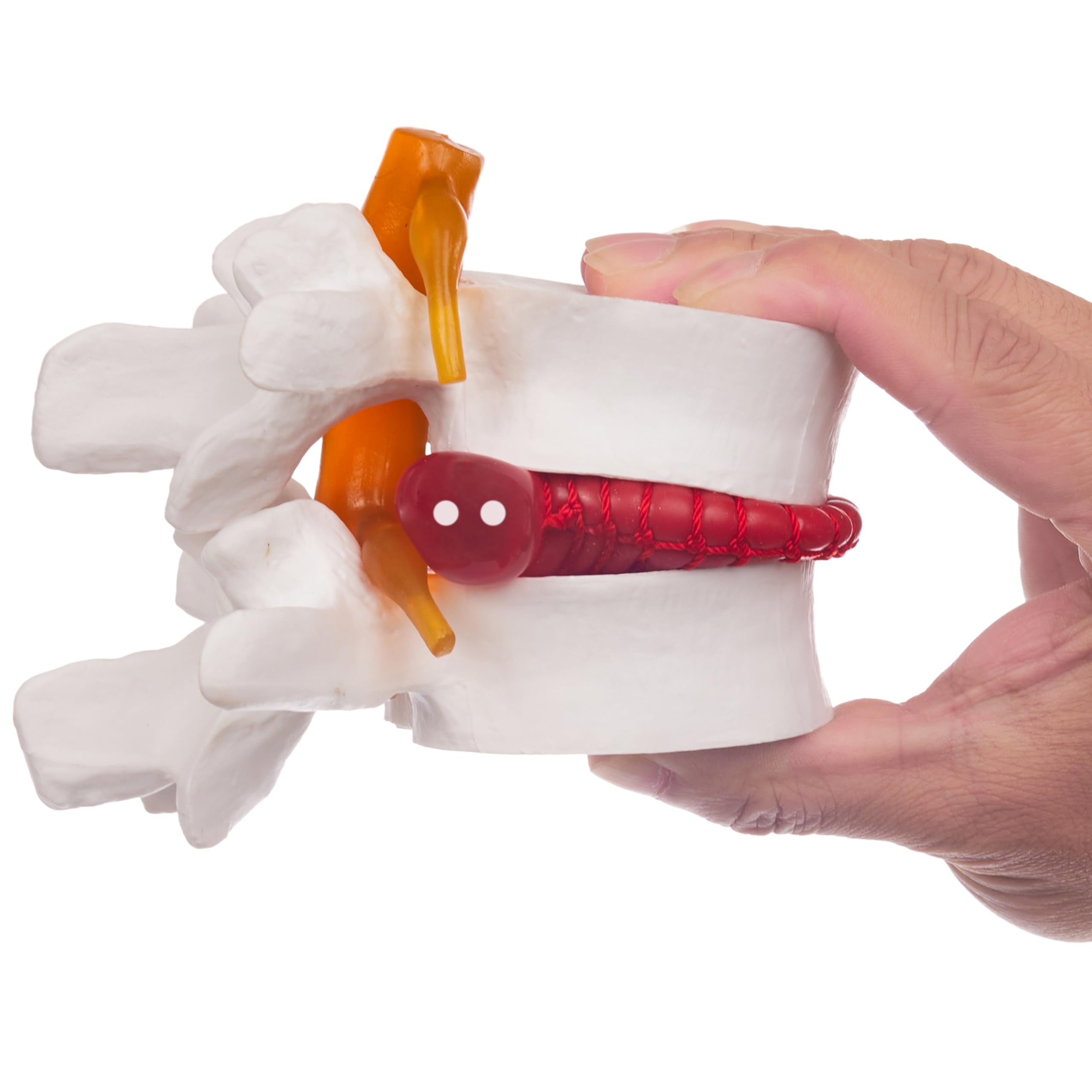 Ruiishunyy Human Anatomical Lumbar Disc Herniation Model, 1.5 Times Life Size Lumbar Vertebrae Disc Herniation Model, Portable Lumbar Spine Model for