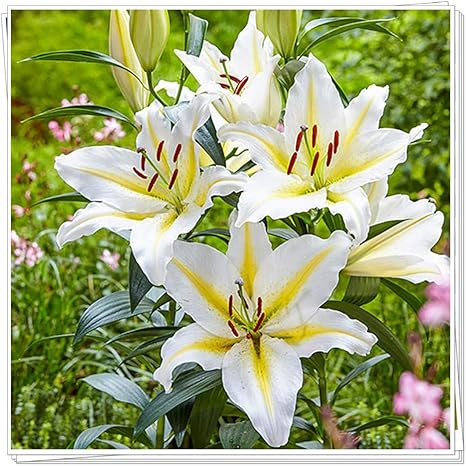 Amazon 4種類混合色の植物のユリの花 活気にあふれ ユニークなギフト 信じられないほどの花壇の花を植えるのは簡単 球根 4 花