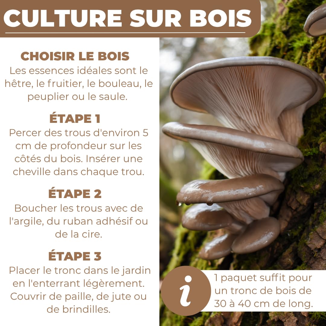 Hawlik Pilzbrut - Cheville Pleurotes en huître pour cultiver soi-même - 20 cheville avec mycélium de champignon