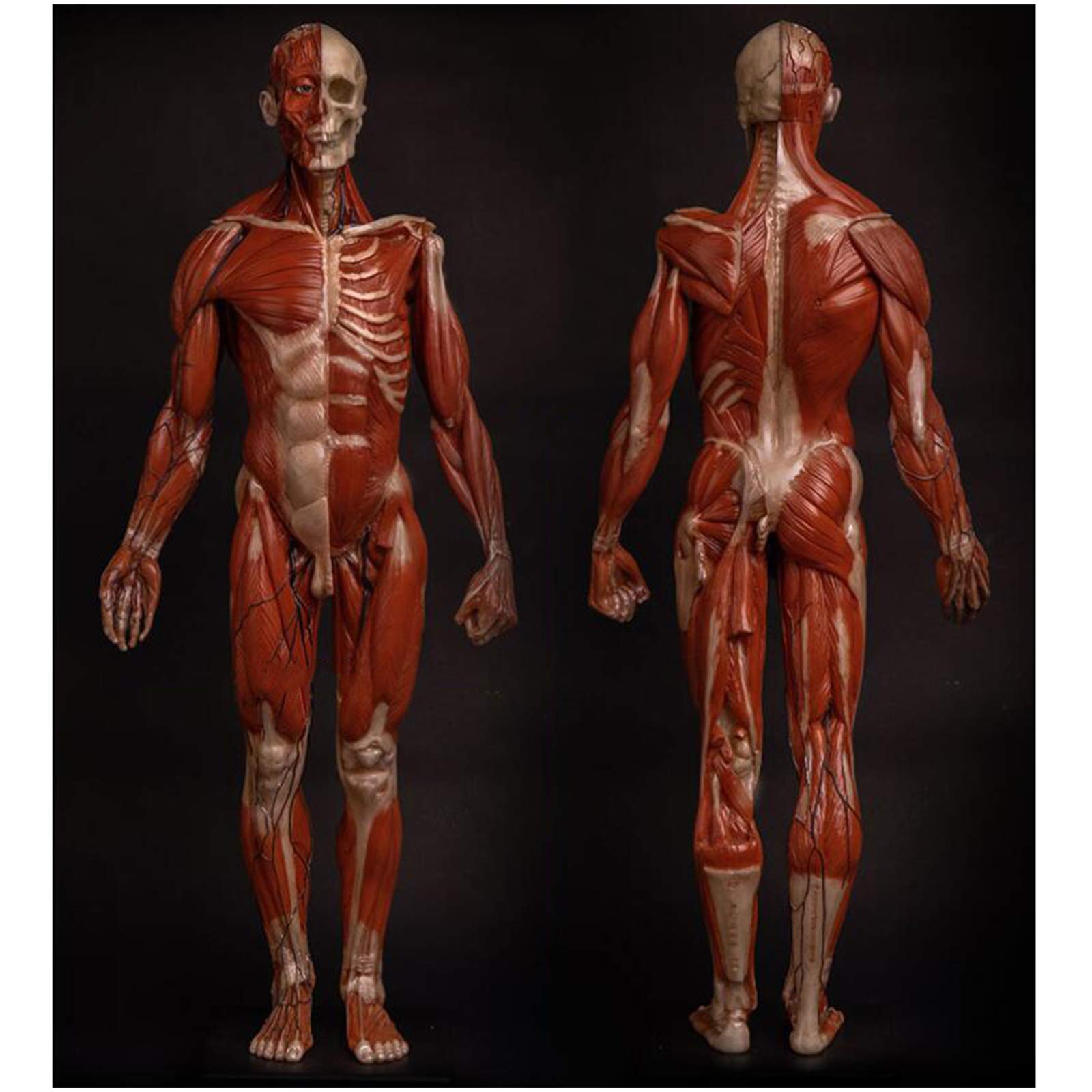 Sjdopulse Men's A Human Natomy Figure Model - 23.6Inch Natomy Figure Painting Model - Human Natomical Muscle Bone Ecorche Nd Skin Model - For Medical Rtist Drawing Study (A)