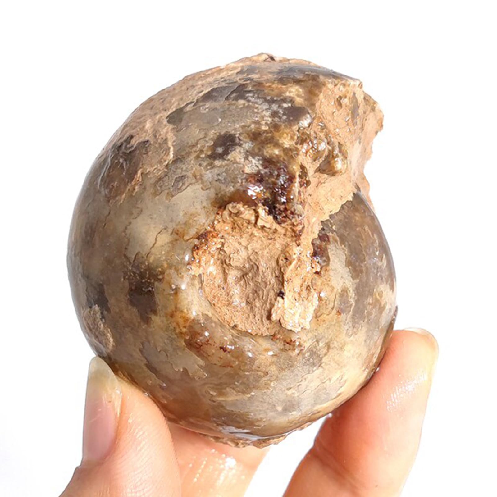 Specimen di Conchiglia di Ammonite Fossile Naturale Collezionismo Decorazioni per la Casa Regali Ornamento
