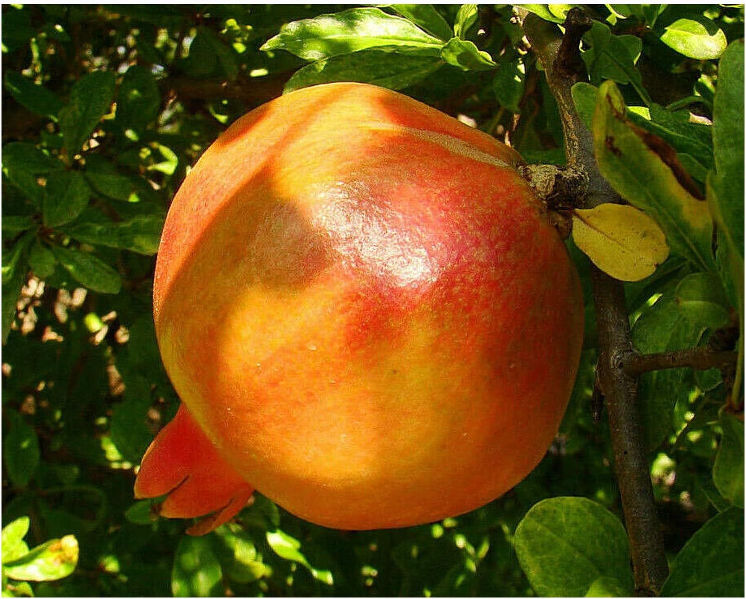 seedless-pomegranate-punica-granatum-mollar-de-elche-sweet-fruit