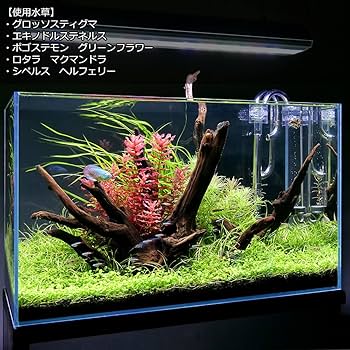 エキノドルス　水上葉　親株　6種類、限定1セットのみ！早いものがち！ おまかせエキノドルス2種(水中葉)(無農薬)(2株) | チャーム