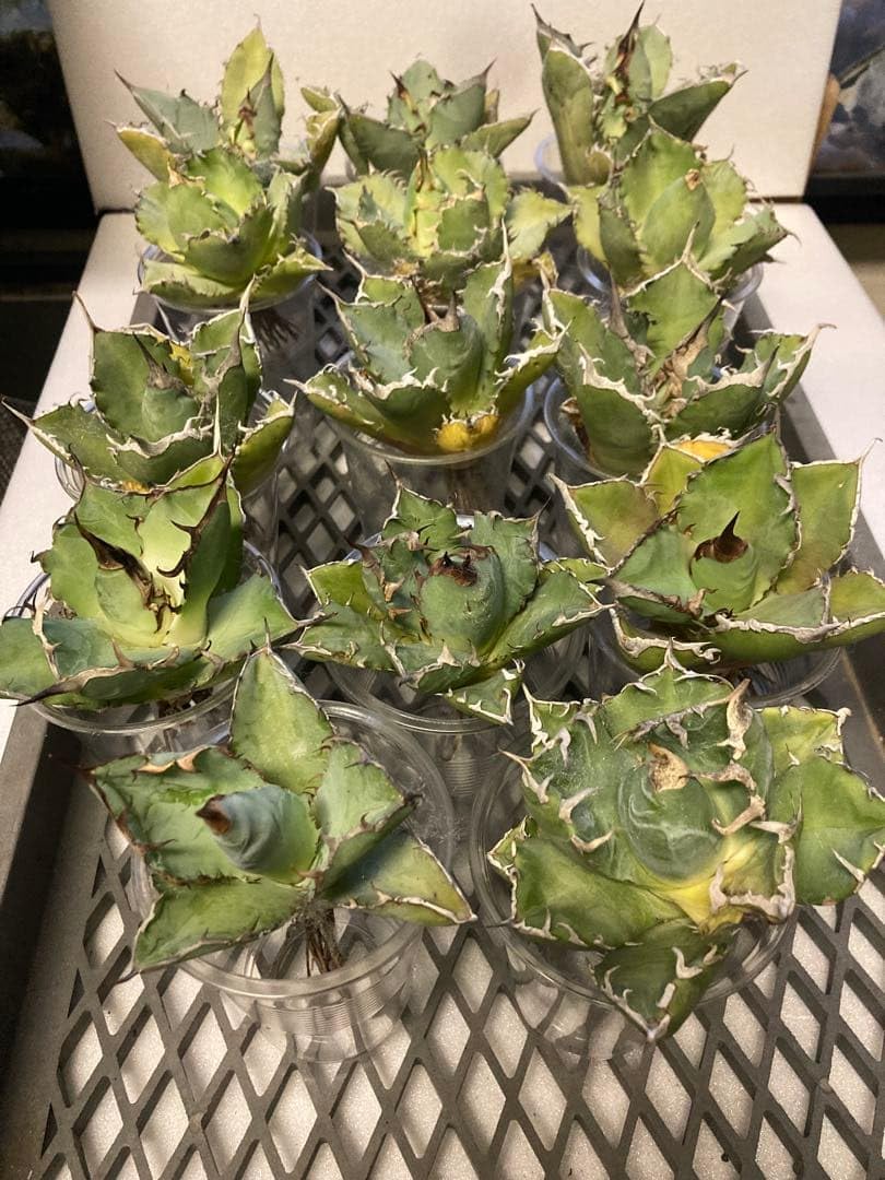 アガベ チタノタ 14株 まとめ ネームド 魔丸など 【同梱のみ値段交渉