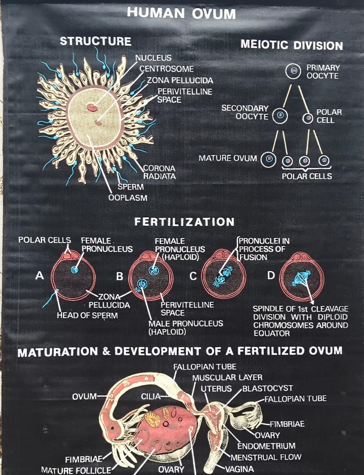 Biocrafts Educational Charts | Title" HUMAN OVUM in Biology" | Rexine MATERIAL, Waterproof, for School and Colllege Kids & Home Learning| Science Charts | CBSE Charts | BSC MSC Chart| SIZE 90x60 cm-picture-47