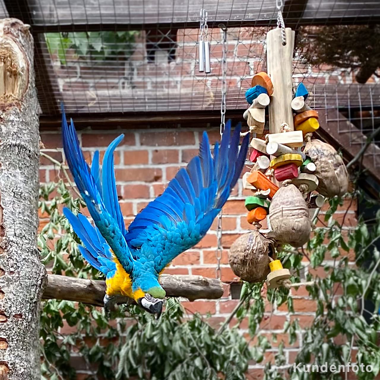 HappyBird | Riesen-Holz-Kokusnuss Vogelspielzeug | Gigant Coco Foraging | 100 x 30 x 32 cm | Shredder-Spielzeug für Papageien