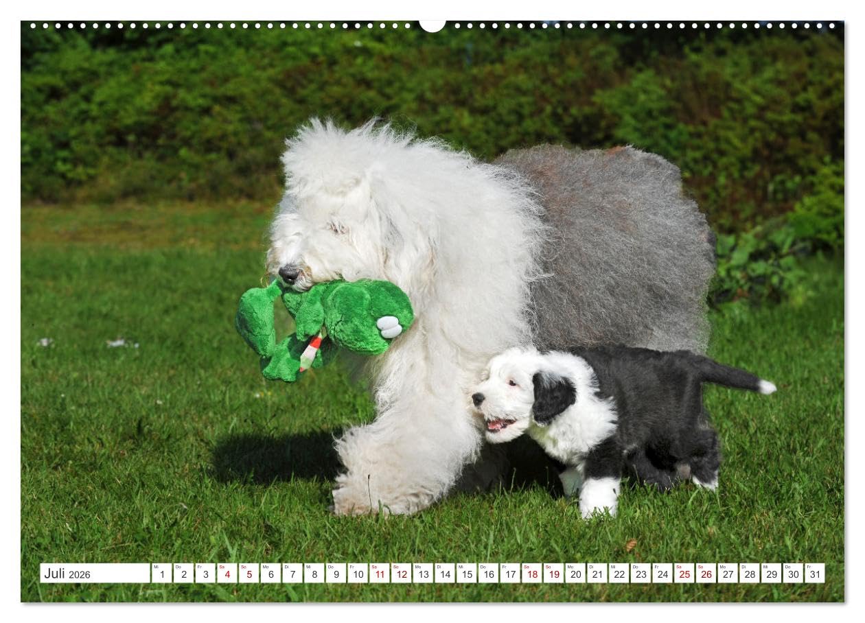 In der Kinderstube bei Familie Bobtail (hochwertiger Premium Wandkalender 2026 DIN A2 quer), Kunstdruck in Hochglanz: Einblicke in die Bobtail-Kinderstube auf 12 bezaubernden Bildern (CALVENDO Tiere)