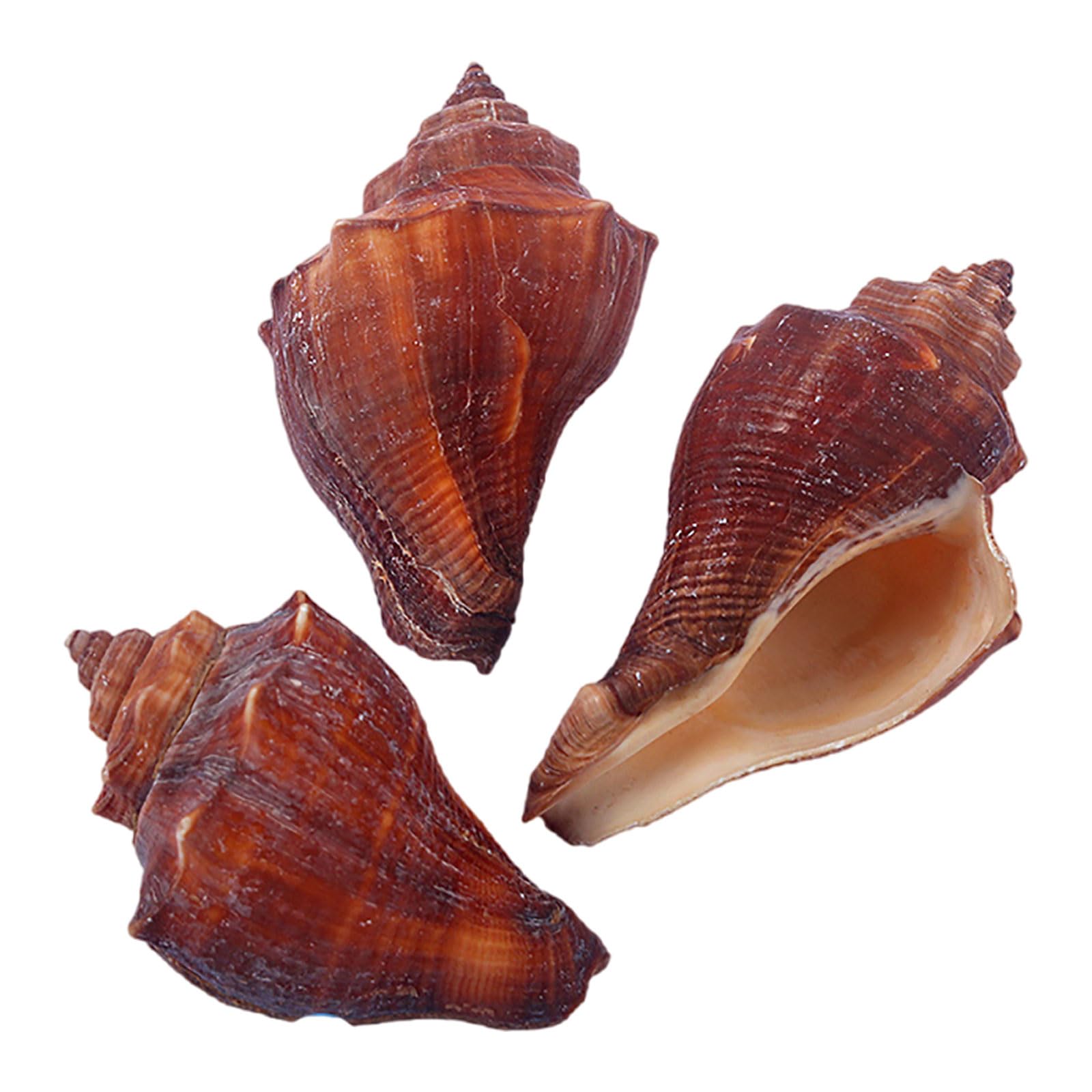 SBJKLYRN shell, Small to Medium Natural Conch Shell for Hermit Replacement Shells Fish Tank Decor(G)
