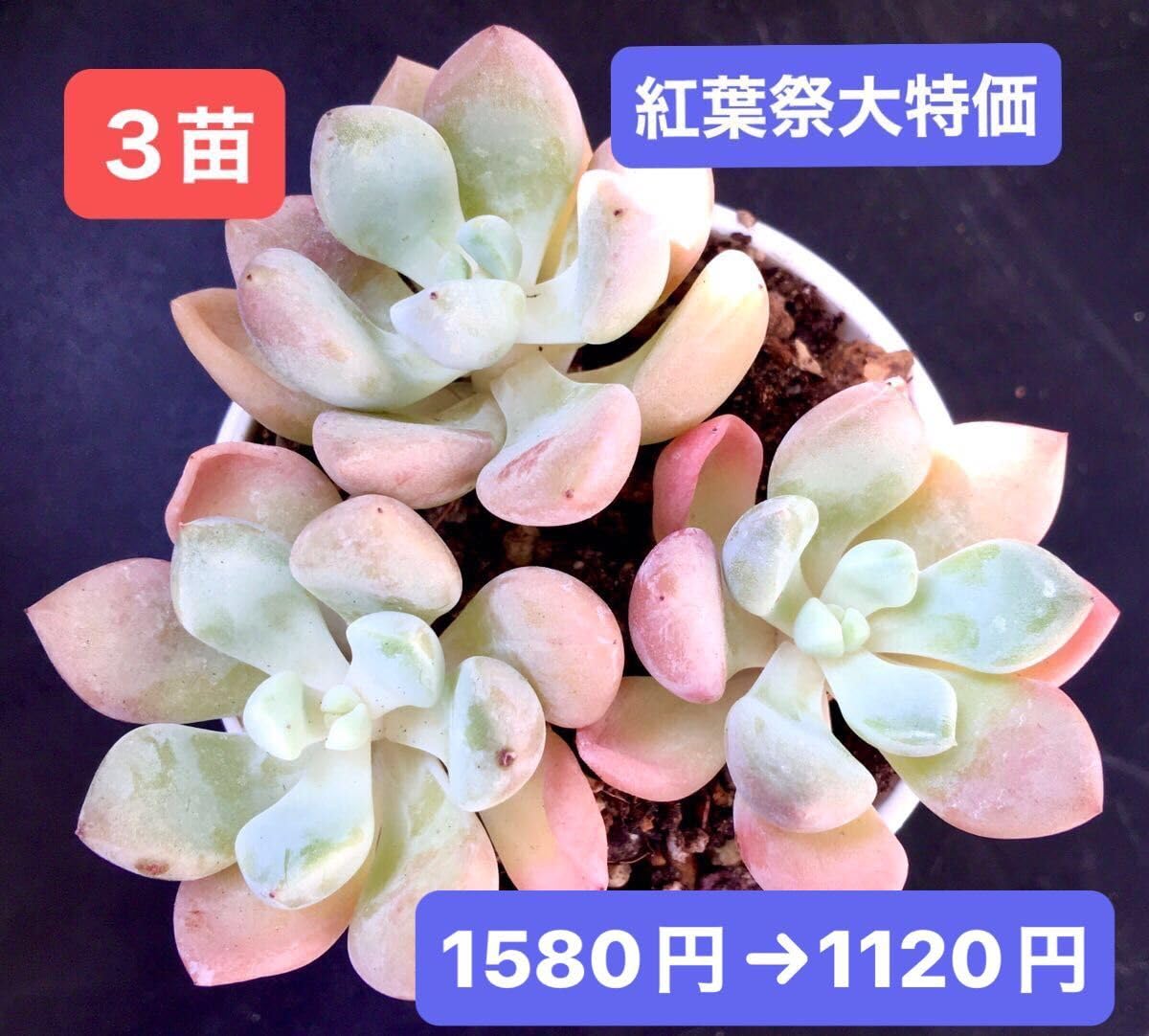 Amazon.co.jp: 紅葉祭 3苗1120円韓国苗白露レア種可愛い紅葉超美苗多肉 