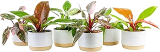 Costa Farms Philodendron Live Plants in Decorative Pots, Air Purifying I...
