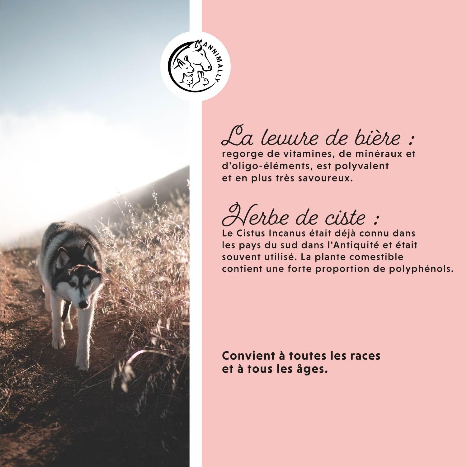 Annimally Adieu Tiques en Poudre pour Chiens - 400g de Poudre avec Huile de Cumin Noir, ciste, levure de bière & algues Marines - Produit Efficace, entièrement Naturel comme Alternative aux comprimés