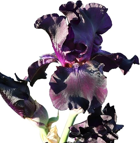 Superstition - Planta de iris barbudo en maceta, flores de color morado oscuro y negro, perenne resistente, Stargazer Perennials