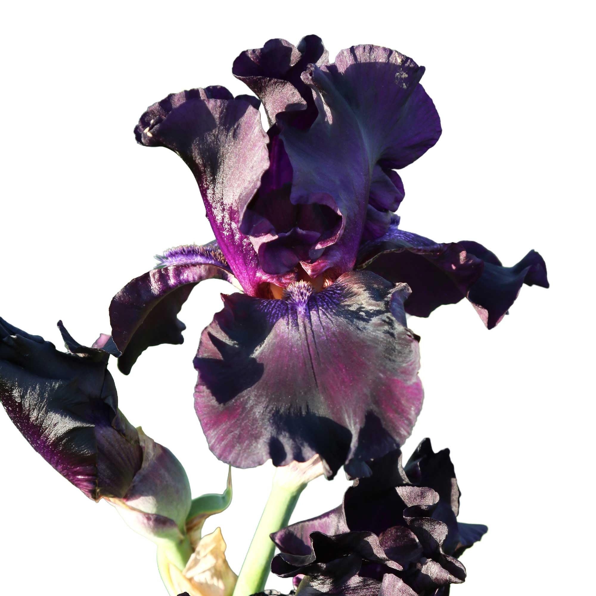 Superstition Bearded Iris Plant Potted, Dark Purple and Black Flowers, Hardy Perennial, Stargazer Perennials