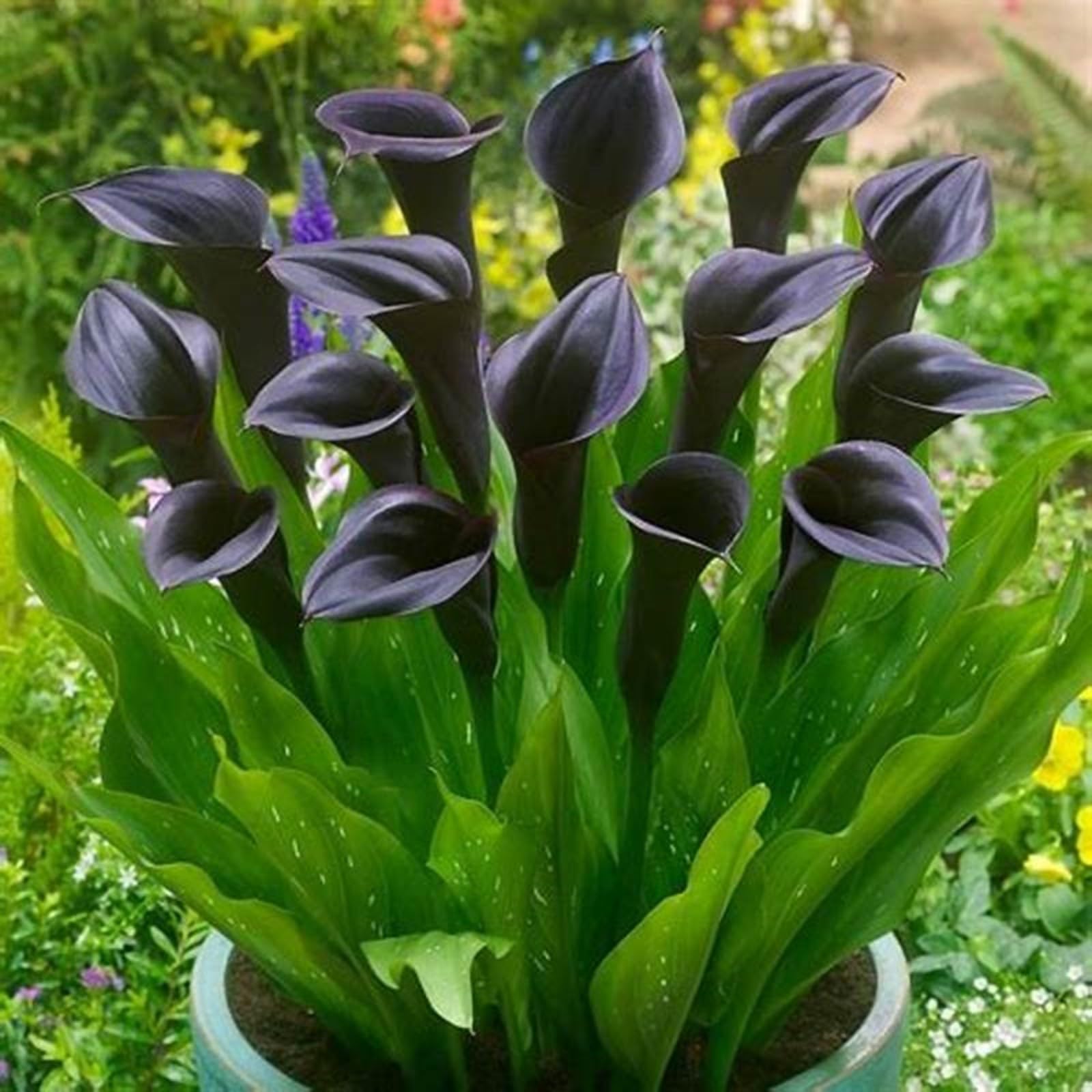 Calla Lily Bulbs for Planting Now UK Ornamental Perennial Excellent Display Plant Bulbs Greening Flower Good for Containers/Natural Organic Easy Plant Perennial-8bulbs-C