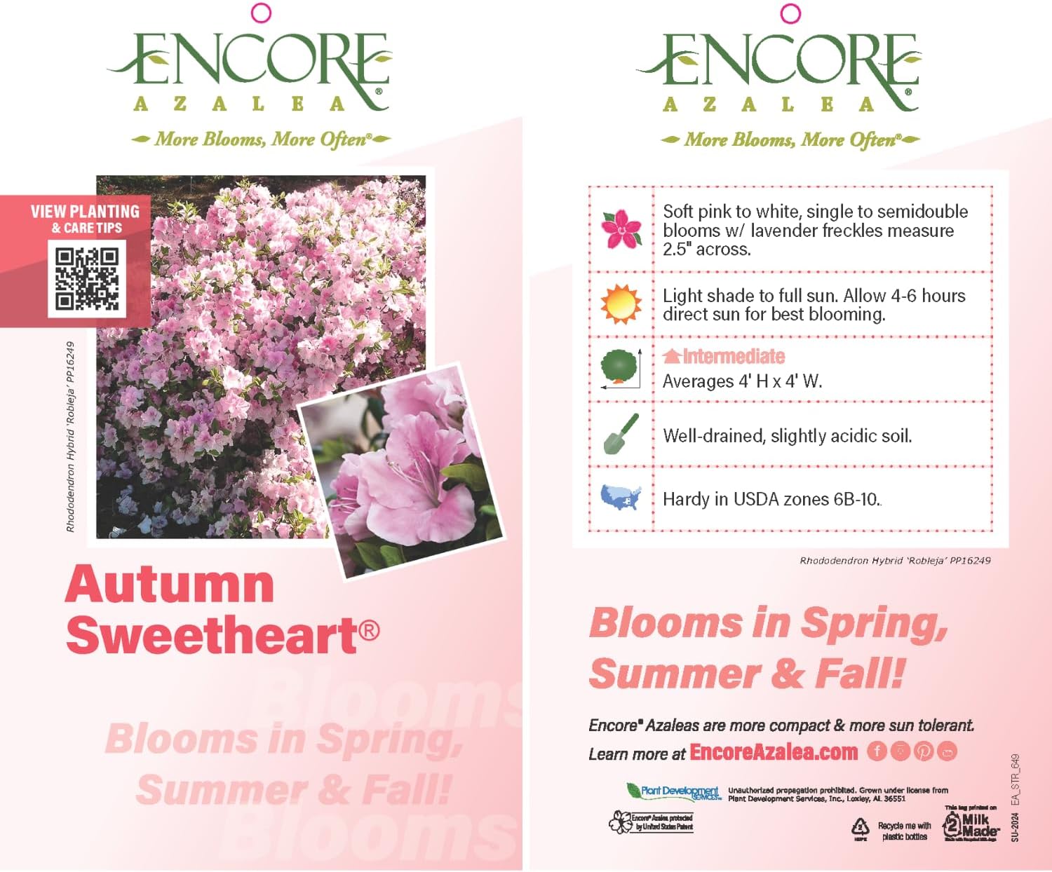 Encore Azalea Autumn Sweetheart (3 Gallon) Pink Flowering Shrub Alive - Full Sun Live Outdoor Plant - Flowering Plants Rhododendrons