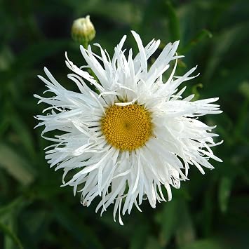 Eden Brothers Daisy Seeds Shasta - Crazy Daisy