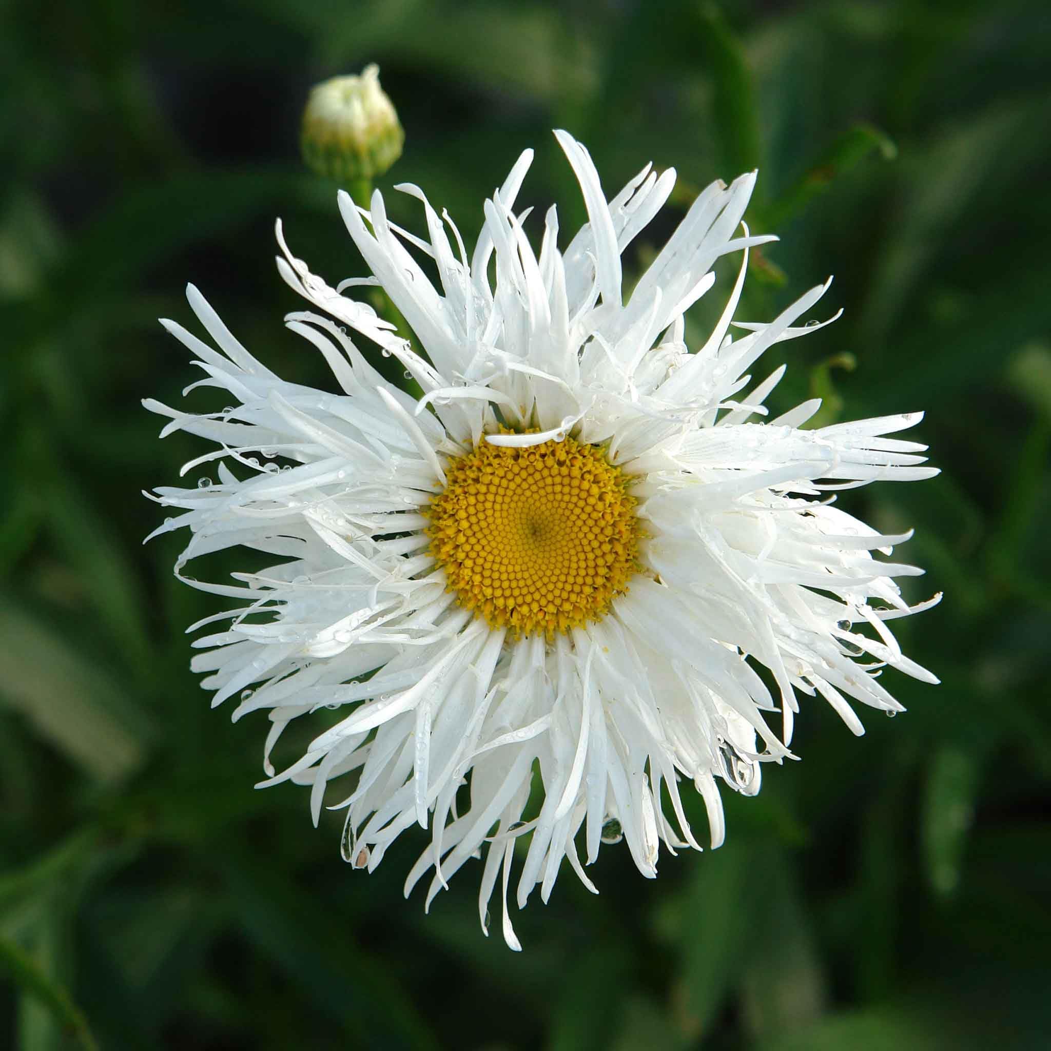 daisy Amazon.com : Eden Brothers Daisy Seeds (Shasta) - Crazy Daisy