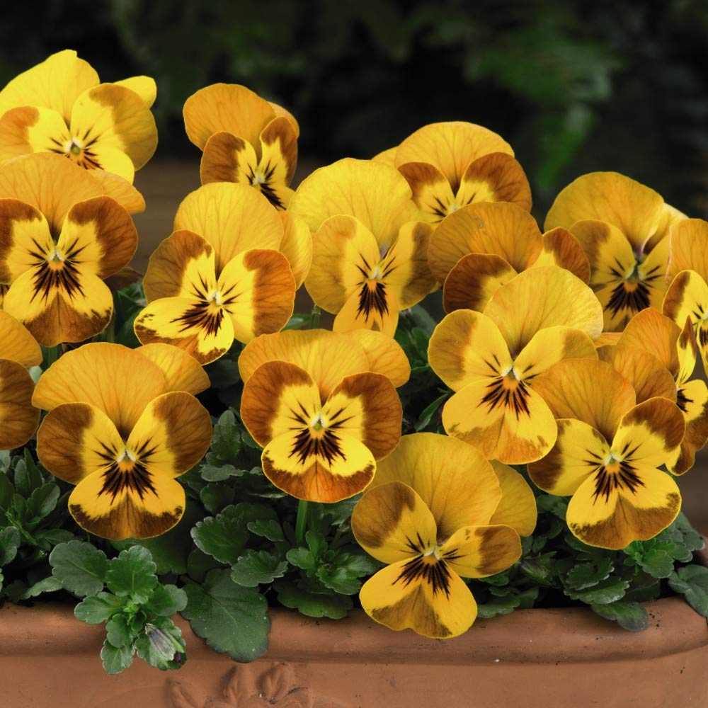 Viola Sorbet ‘Honeybee’ Plug Plant Pansy Hardy Perennial Flowering Garden Plants Easy to Grow for Patio or Cottage Gardens 24 Plugs by Thompson and Morgan