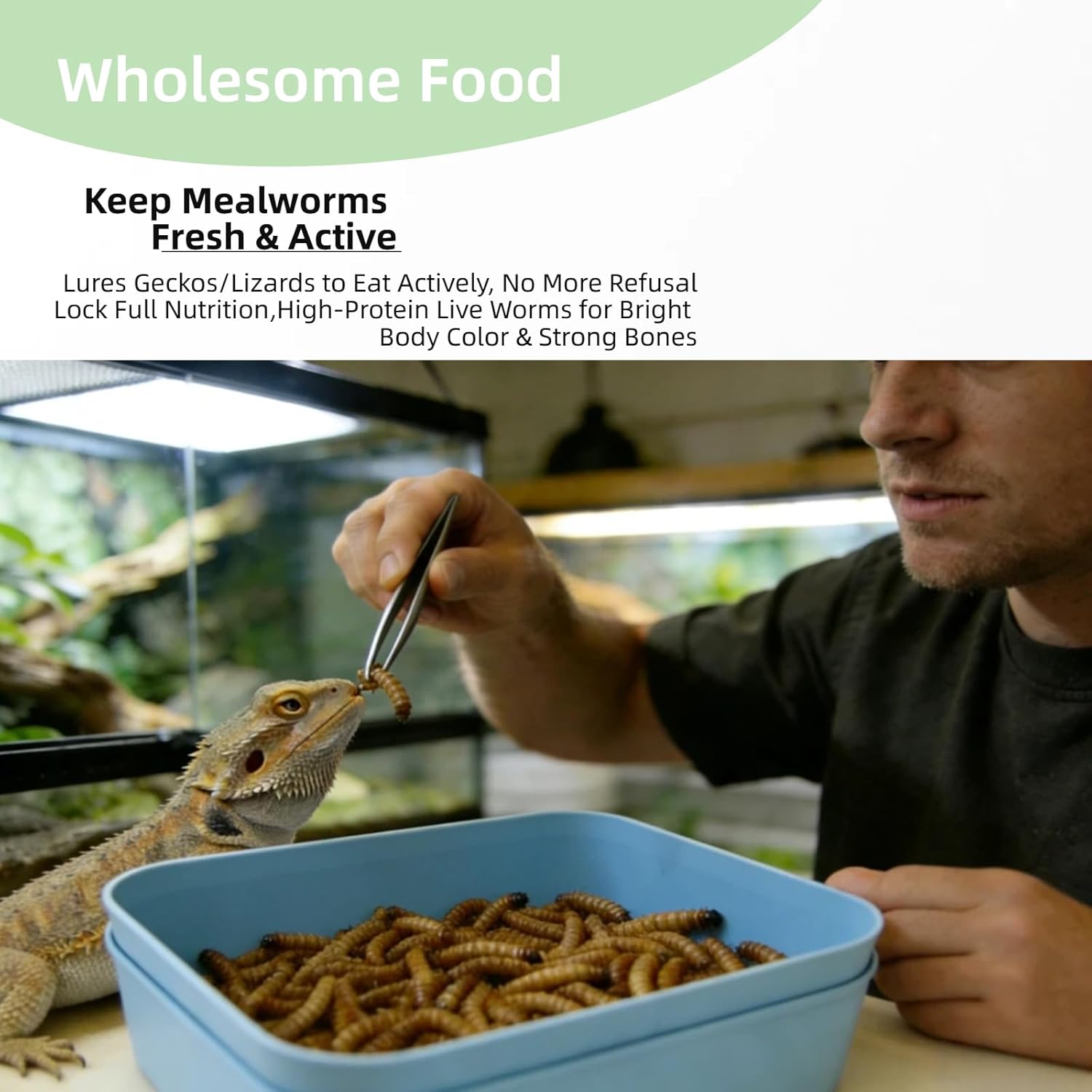 Mealworm Breeding Kit, Live Feeder Worm Farm for Reptiles, Bearded Dragons, Leopard Geckos, Birds & Chickens