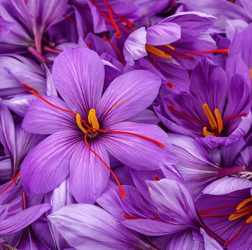 Crocus sativus - Saffron Crocus Bulbs | Grow Your Own Saffron | Hardy Autumn Flowering | Ideal for Gardens, Rockeries, and Patio Pots 60x Bulbs by Thompson and Morgan (60)