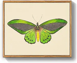 crmotu Vintage Framed Wall Art, Green Butterfly Canvas Art Prints, Nature Moth Rustic Farmhouse Kitchen Wall Decor, Country Cottage Wall Paintings for Bedroom Bathroom, Office Desktop Decor, 8x10inch