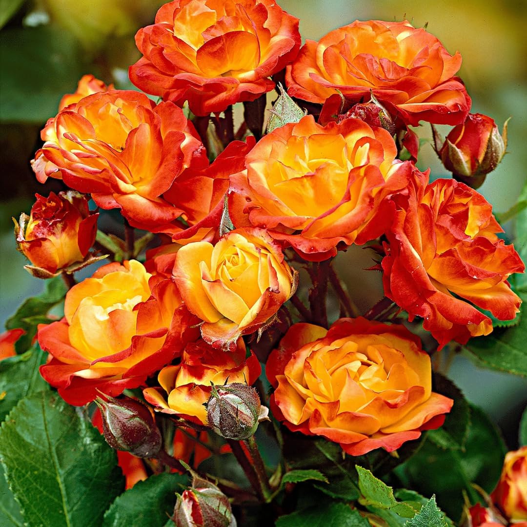 Orange Yellow Red Climbing Rose Live Plant, 6 Months Old Starter, Fragrant Purple Climbing Roses for Planting Outdoor, No Pot