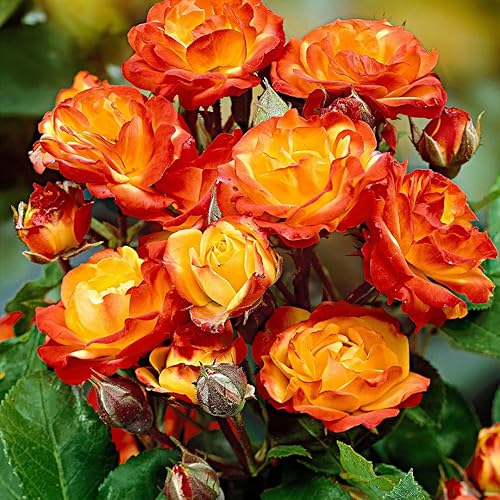 Planta viva de rosa trepadora naranja amarilla roja, iniciador de 6 meses de edad, rosas trepadoras moradas fragantes para plantar al aire libre,
