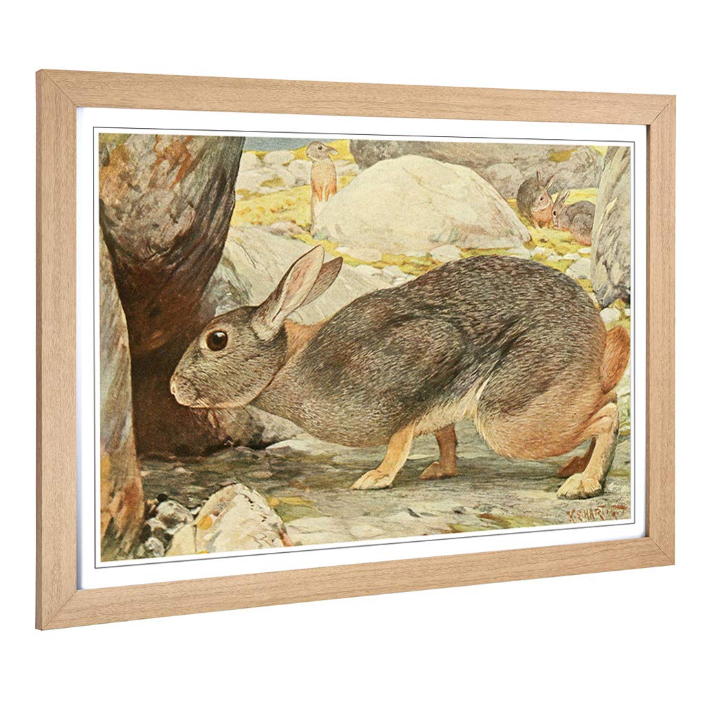 Big Box Art Framed Print of Vintage Karl Ludwig Hartig Red Rock Hare Design | Wall Art Picture | Home Decor for Kitchen, Living Room, Bedroom, Hallway, Oak, A2 / 24.5x18 Inch / 62x45cm