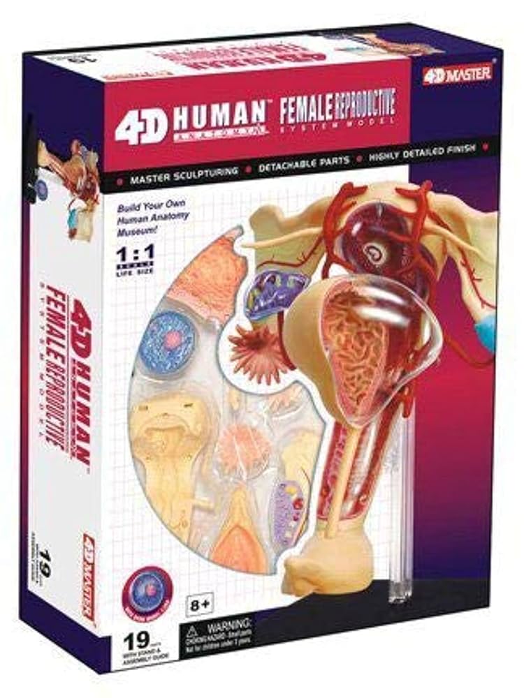 2018AW■新品■Supreme■Female Anatomy Model Supreme Female Anatomy Model Clear - FW18 - US