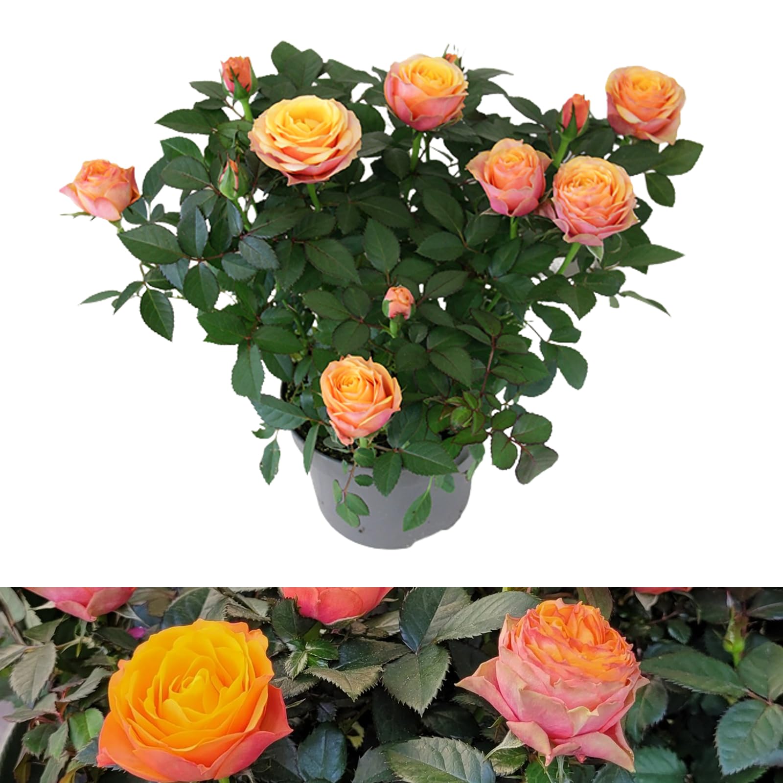 Carbeth Plants - 1 x Real Indoor Rose Firebird Orange Toned Plant - Live Miniature Potted Rose in 10.5cm Pot - Houseplant Perfect for House Warming Present, Birthday and Thank You Gift