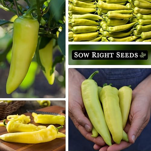 Miniatura 4 de Semillas de pimienta de plátano dulce para plantar  paquete de tela no transgénico con instrucciones para plantar un jardín de verduras en casa al